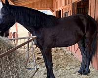 friesian-horse