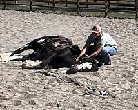 adults-gypsy-vanner-pony