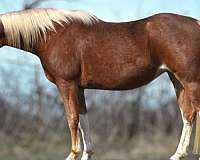 all-around-pinto-horse