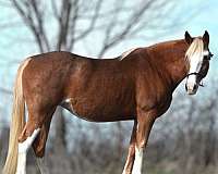 endurance-pinto-horse