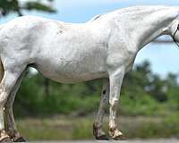 all-around-pinto-horse