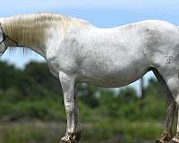 endurance-pinto-horse