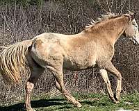 arabian-half-arabian-colt