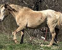 breeding-appaloosa-horse