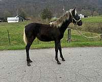 rocky-mountain-horse-filly-horse