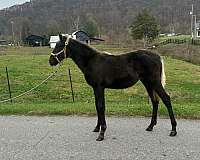 chocolate-rocky-mountain-filly-yearling