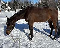 thoroughbred-gelding