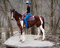 tra-gypsy-vanner-horse