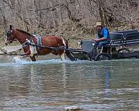 all-around-gypsy-vanner-horse