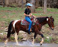 athletic-gypsy-vanner-horse