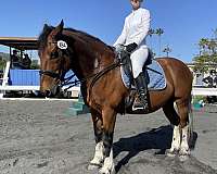 los-angeles-percheron-horse