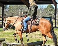 trail-horse-quarter