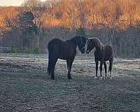 morgan-horse-for-sale