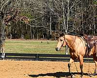 flashy-quarter-horse