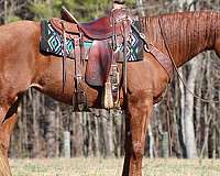 quarter-horse-mare