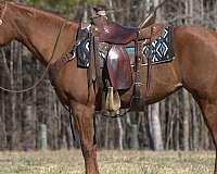 quarter-horse-for-sale