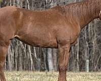 quarter-horse