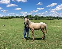 palomino-white-blanket-wspots-horse