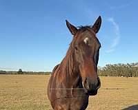 appendix-horse-for-sale