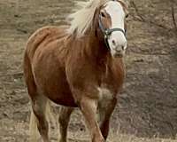 back-haflinger-horse