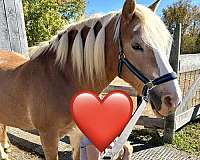 4-h-haflinger-horse