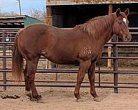 ranch-quarter-horse