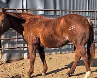 ranch-versatility-quarter-horse