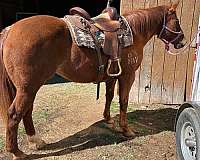 ranch-work-quarter-horse