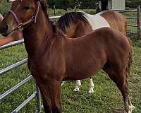 curious-draft-horse