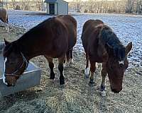 finish-draft-horse