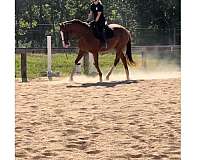 white-stockings-sock-horse