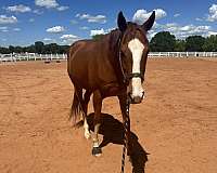 chestnut-white-stockings-sock-horse