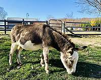 breeding-miniature-donkey