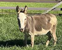 breeding-spotted-donkey