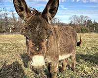 brown-donkey-miniature