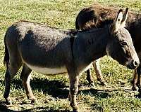 cross-donkey-miniature-donkey