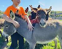 grey-cross-donkey