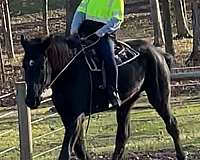 all-around-percheron-horse