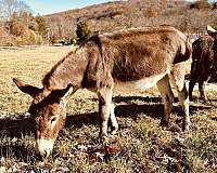 donkey-for-sale