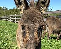 donkey-for-sale