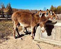 donkey-for-sale