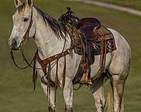 athletic-quarter-horse