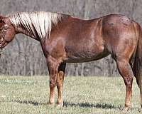 all-quarter-horse