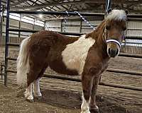 companion-miniature-horse