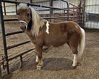 driving-miniature-horse