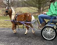 athletic-miniature-horse