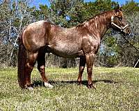 all-around-quarter-horse