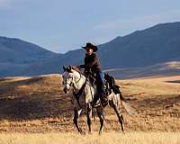 tennessee-walking-horse-missouri-fox-trotter