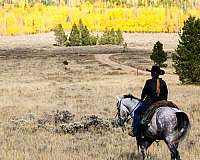 trail-horse-missouri-fox-trotter