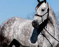 gentle-horse-missouri-fox-trotter